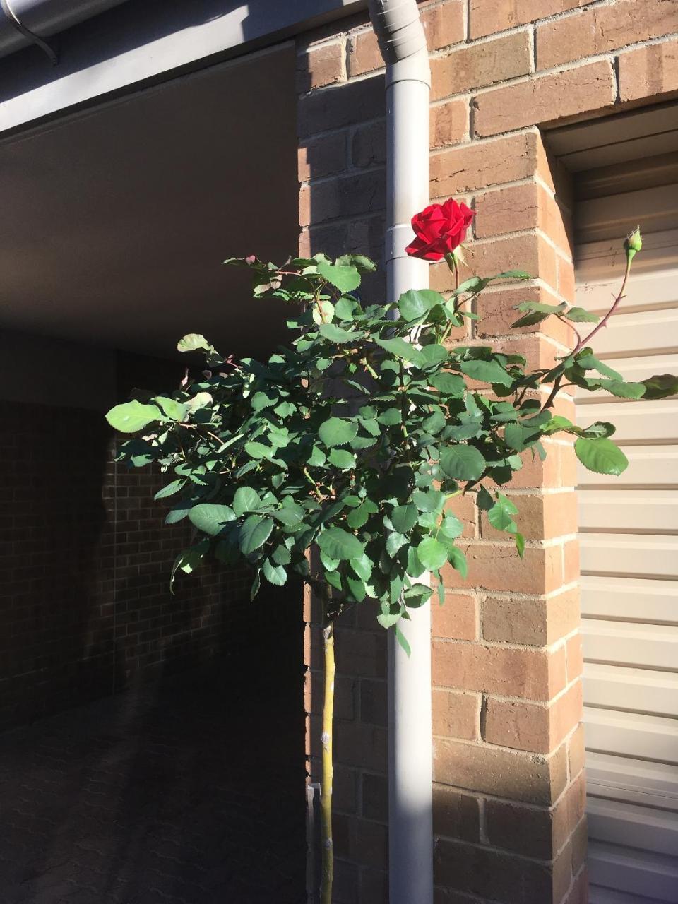 Adelaide Style Accommodation-Close To City-North Adelaide-3 Bdrm- Free Parking Ngoại thất bức ảnh